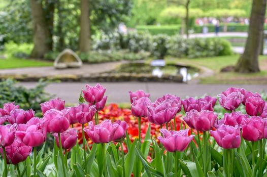 Rows of tulips and other flowers in a garden in the Netherlands.