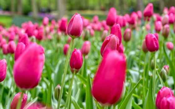 Rows of tulips and other flowers in a garden in the Netherlands.