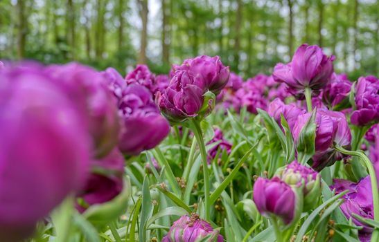 Rows of tulips and other flowers in a garden in the Netherlands.