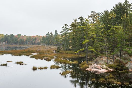 A stony bog edge with multicoloured fall trees, Killarney, Ontario, Canada