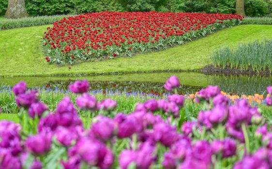 Rows of tulips and other flowers in a garden in the Netherlands.