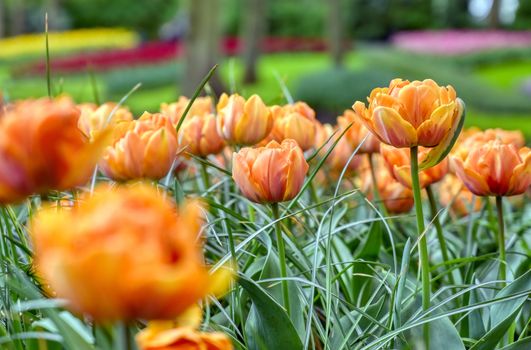 Rows of tulips and other flowers in a garden in the Netherlands.