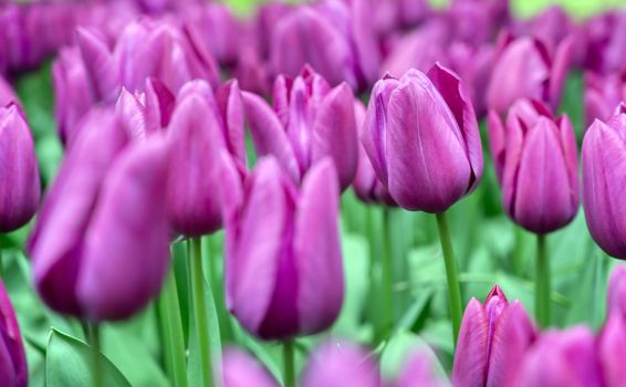 Rows of tulips and other flowers in a garden in the Netherlands.