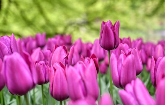 Rows of tulips and other flowers in a garden in the Netherlands.