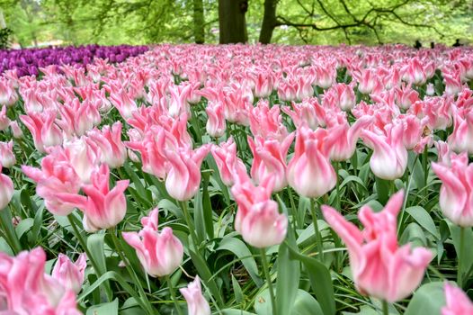 Rows of tulips and other flowers in a garden in the Netherlands.