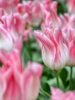 Rows of tulips and other flowers in a garden in the Netherlands.