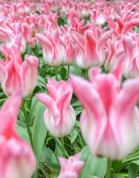 Rows of tulips and other flowers in a garden in the Netherlands.