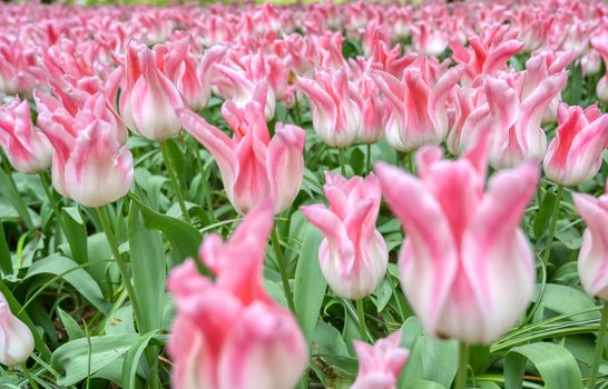 Rows of tulips and other flowers in a garden in the Netherlands.