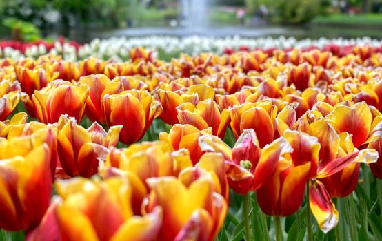 Rows of tulips and other flowers in a garden in the Netherlands.