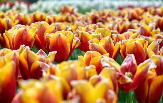 Rows of tulips and other flowers in a garden in the Netherlands.