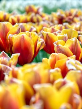 Rows of tulips and other flowers in a garden in the Netherlands.