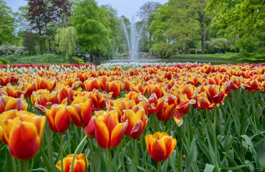 Rows of tulips and other flowers in a garden in the Netherlands.