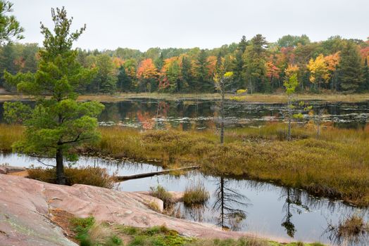 Stoned bog edge with several green trees and multicoloured fall trees at the background, Killarney, Canada