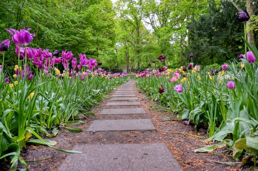 Rows of tulips and other flowers in a garden in the Netherlands.