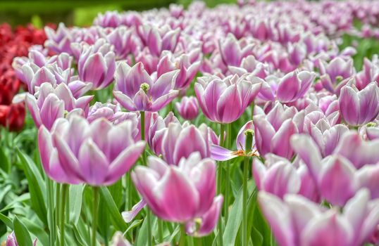 Rows of tulips and other flowers in a garden in the Netherlands.