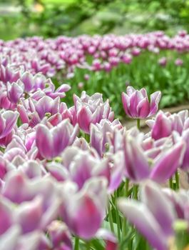 Rows of tulips and other flowers in a garden in the Netherlands.