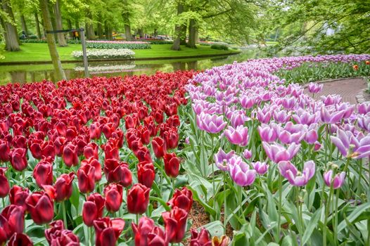 Rows of tulips and other flowers in a garden in the Netherlands.