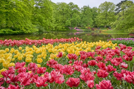 Rows of tulips and other flowers in a garden in the Netherlands.