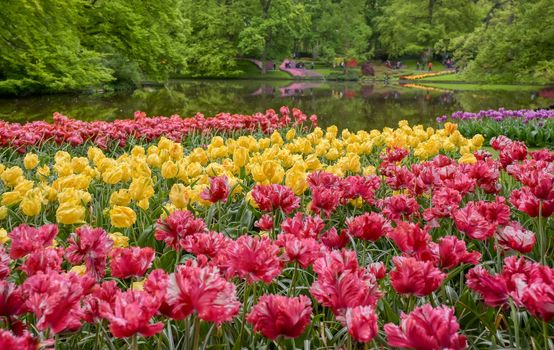 Rows of tulips and other flowers in a garden in the Netherlands.