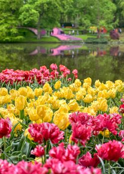 Rows of tulips and other flowers in a garden in the Netherlands.