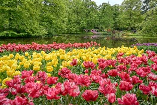 Rows of tulips and other flowers in a garden in the Netherlands.