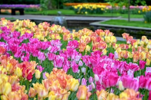 Rows of tulips and other flowers in a garden in the Netherlands.