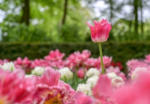 Rows of tulips and other flowers in a garden in the Netherlands.