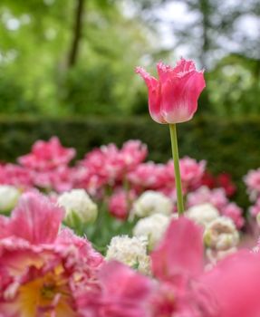 Rows of tulips and other flowers in a garden in the Netherlands.