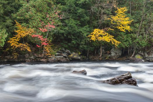 Colourful fall forest on a riverside of frozen-motion Oxtongue river, Muskoka, Ontario