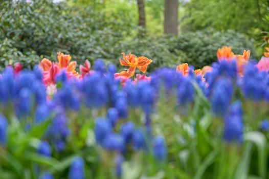 Rows of tulips and other flowers in a garden in the Netherlands.