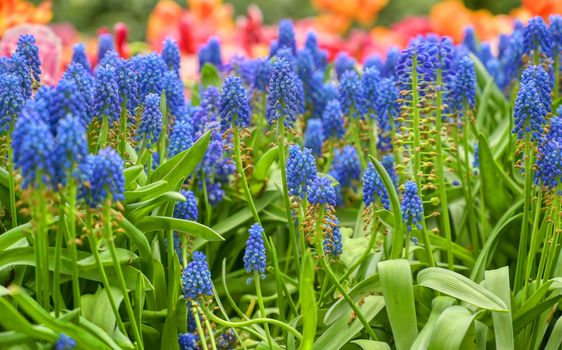 Rows of tulips and other flowers in a garden in the Netherlands.