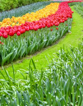 Rows of tulips and other flowers in a garden in the Netherlands.