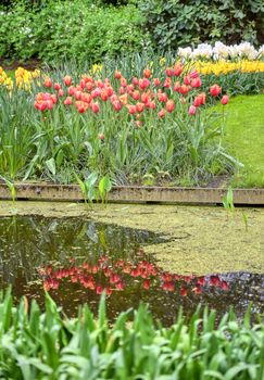 Rows of tulips and other flowers in a garden in the Netherlands.