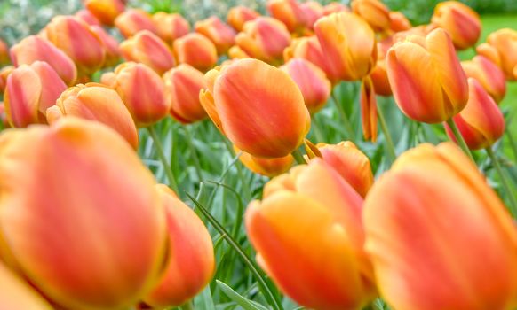 Rows of tulips and other flowers in a garden in the Netherlands.