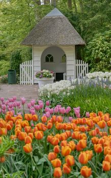 Rows of tulips and other flowers in a garden in the Netherlands.