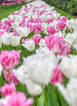 Rows of tulips and other flowers in a garden in the Netherlands.