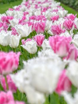 Rows of tulips and other flowers in a garden in the Netherlands.