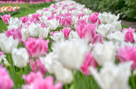 Rows of tulips and other flowers in a garden in the Netherlands.