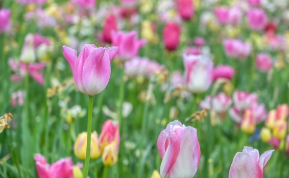 Rows of tulips and other flowers in a garden in the Netherlands.