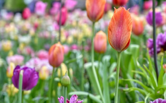 Rows of tulips and other flowers in a garden in the Netherlands.