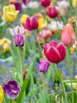 Rows of tulips and other flowers in a garden in the Netherlands.