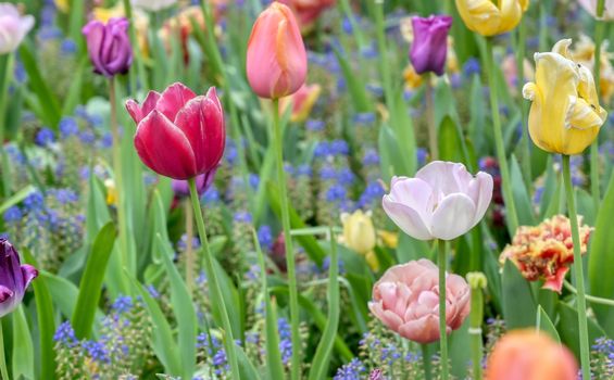 Rows of tulips and other flowers in a garden in the Netherlands.