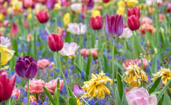 Rows of tulips and other flowers in a garden in the Netherlands.