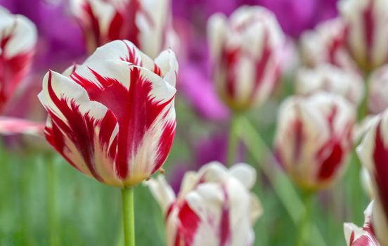 Rows of tulips and other flowers in a garden in the Netherlands.