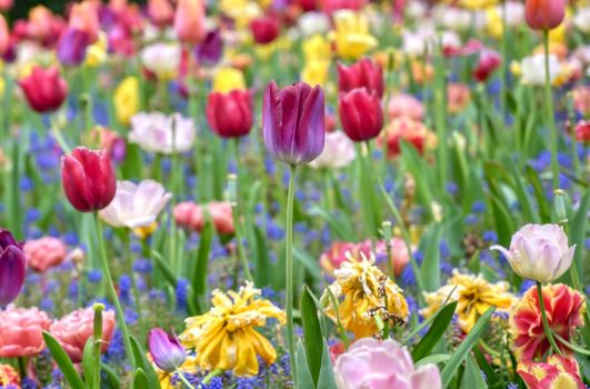 Rows of tulips and other flowers in a garden in the Netherlands.