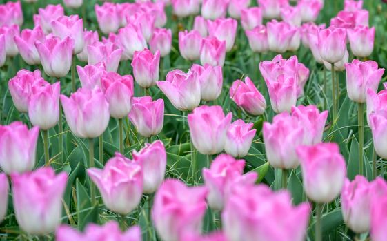 Rows of tulips and other flowers in a garden in the Netherlands.