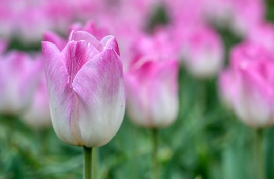 Rows of tulips and other flowers in a garden in the Netherlands.