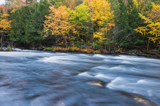 Colorful autumn forest on a riverside of Oxtongue river, Muskoka, Ontario