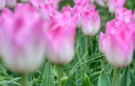 Rows of tulips and other flowers in a garden in the Netherlands.