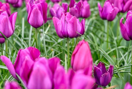 Rows of tulips and other flowers in a garden in the Netherlands.